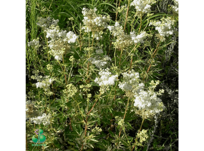 Filipendula ulmaria   'Variegata'